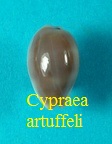 Cypraea artuffeli, Jousseaume 1872